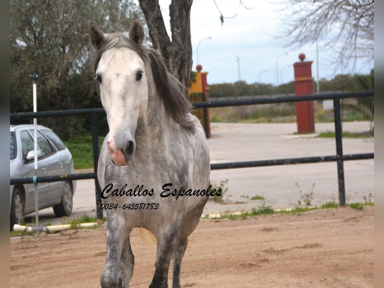 PRE Mix Hengst 5 Jahre 158 cm Apfelschimmel in Vejer de la Frontera