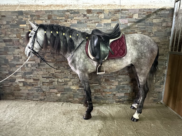 PRE Hengst 5 Jahre 158 cm Apfelschimmel in Valderrubio