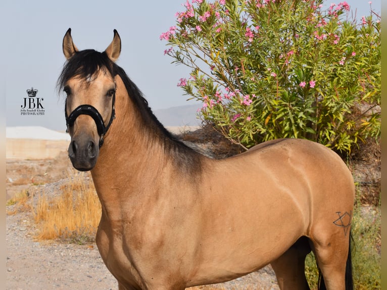 PRE Hengst 5 Jahre 158 cm Falbe in Tabernas Almeria