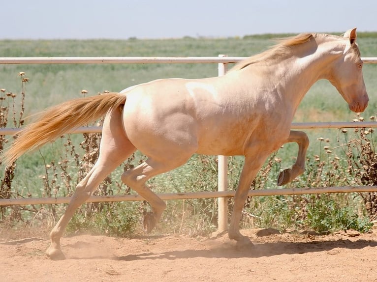 PRE Mix Hengst 5 Jahre 158 cm Perlino in Navas Del Madro&#xF1;o