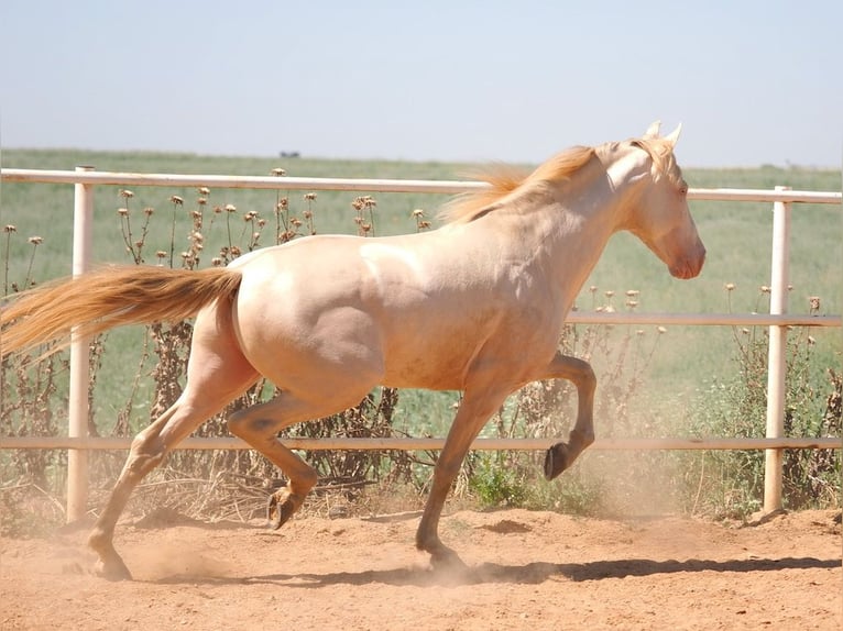 PRE Mix Hengst 5 Jahre 158 cm Perlino in Navas Del Madro&#xF1;o