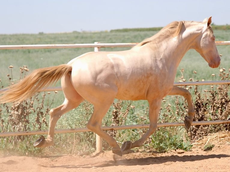 PRE Mix Hengst 5 Jahre 158 cm Perlino in Navas Del Madro&#xF1;o