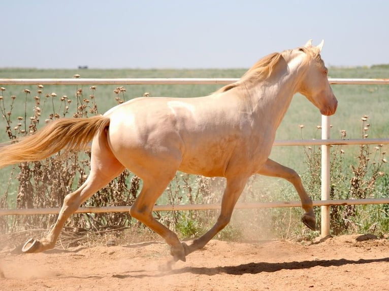 PRE Mix Hengst 5 Jahre 158 cm Perlino in Navas Del Madro&#xF1;o