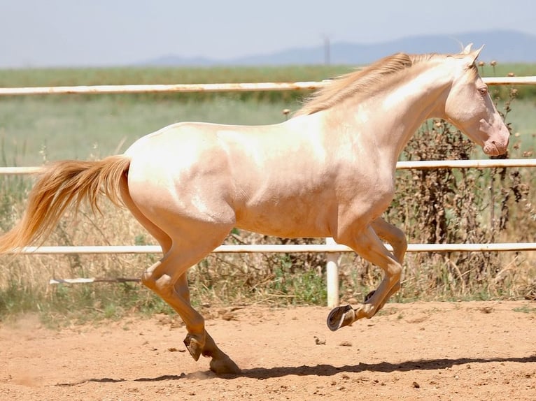 PRE Mix Hengst 5 Jahre 158 cm Perlino in Navas Del Madro&#xF1;o