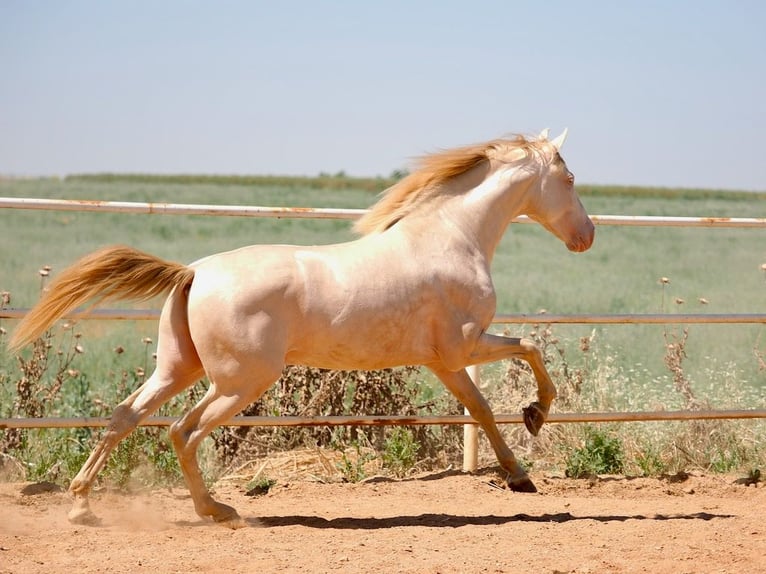 PRE Mix Hengst 5 Jahre 158 cm Perlino in Navas Del Madro&#xF1;o
