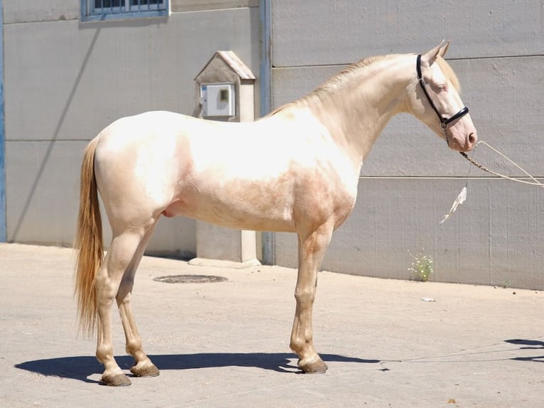 PRE Mix Hengst 5 Jahre 158 cm Perlino in Navas Del Madro&#xF1;o