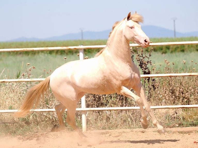 PRE Mix Hengst 5 Jahre 158 cm Perlino in Navas Del Madro&#xF1;o