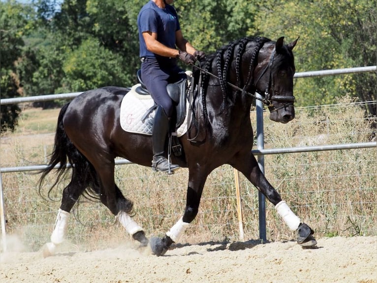 PRE Mix Hengst 5 Jahre 158 cm Rappe in NAVAS DEL MADRONO