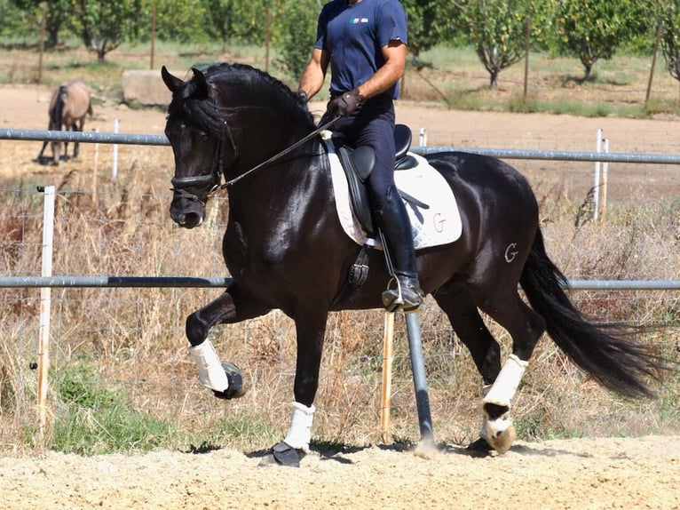 PRE Mix Hengst 5 Jahre 158 cm Rappe in NAVAS DEL MADRONO