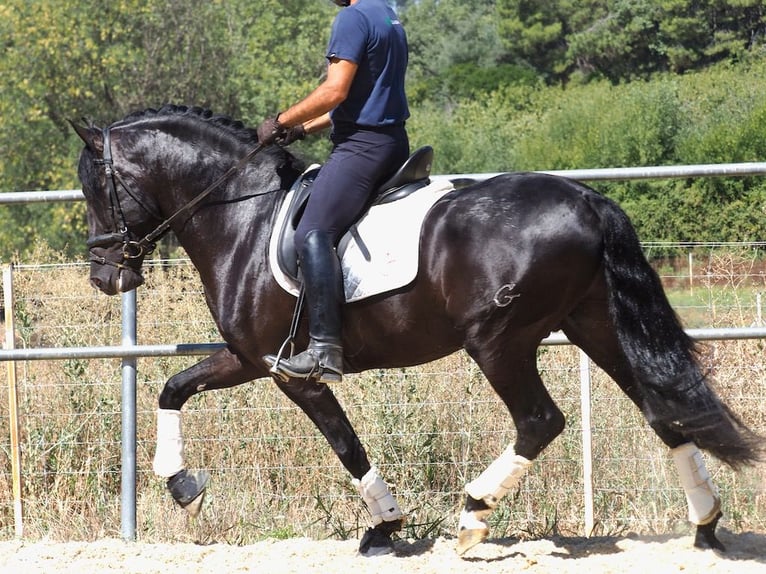 PRE Mix Hengst 5 Jahre 158 cm Rappe in NAVAS DEL MADRONO