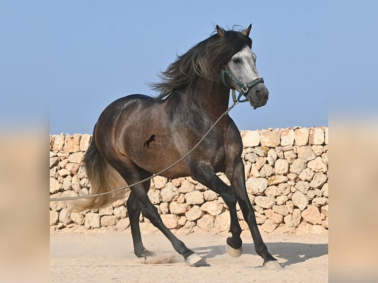PRE Hengst 5 Jahre 158 cm Schimmel in Menorca