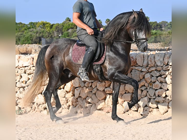 PRE Hengst 5 Jahre 158 cm Schimmel in Menorca