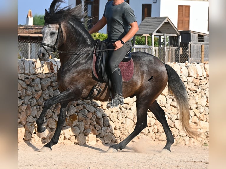 PRE Hengst 5 Jahre 158 cm Schimmel in Menorca