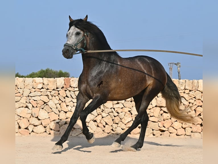 PRE Hengst 5 Jahre 158 cm Schimmel in Menorca