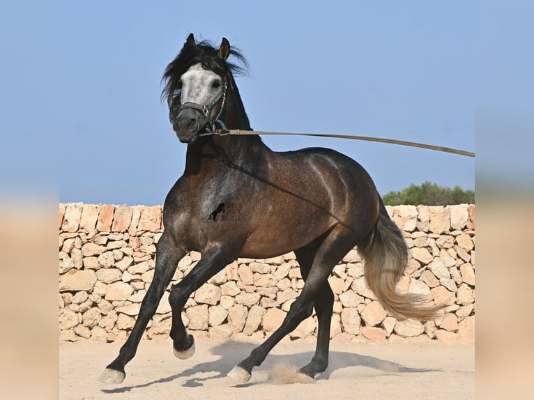 PRE Hengst 5 Jahre 158 cm Schimmel in Menorca