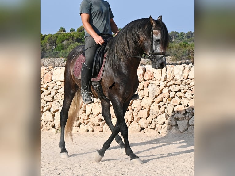 PRE Hengst 5 Jahre 158 cm Schimmel in Menorca