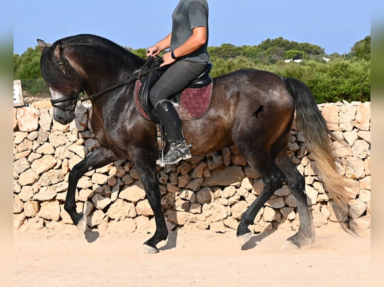 PRE Hengst 5 Jahre 158 cm Schimmel in Menorca