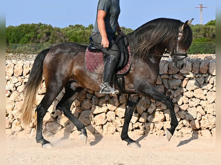 PRE Hengst 5 Jahre 158 cm Schimmel in Menorca