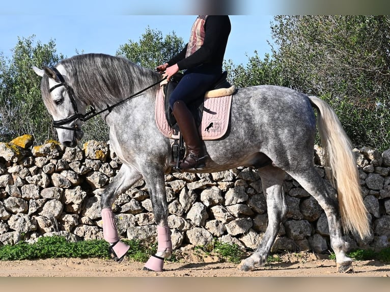 PRE Hengst 5 Jahre 158 cm Schimmel in Menorca