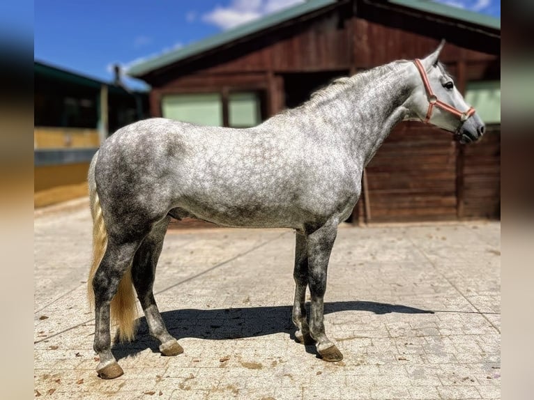 PRE Mix Hengst 5 Jahre 159 cm Apfelschimmel in Sevilla