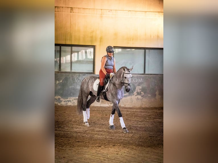 PRE Hengst 5 Jahre 159 cm Blauschimmel in Rafelguaraf