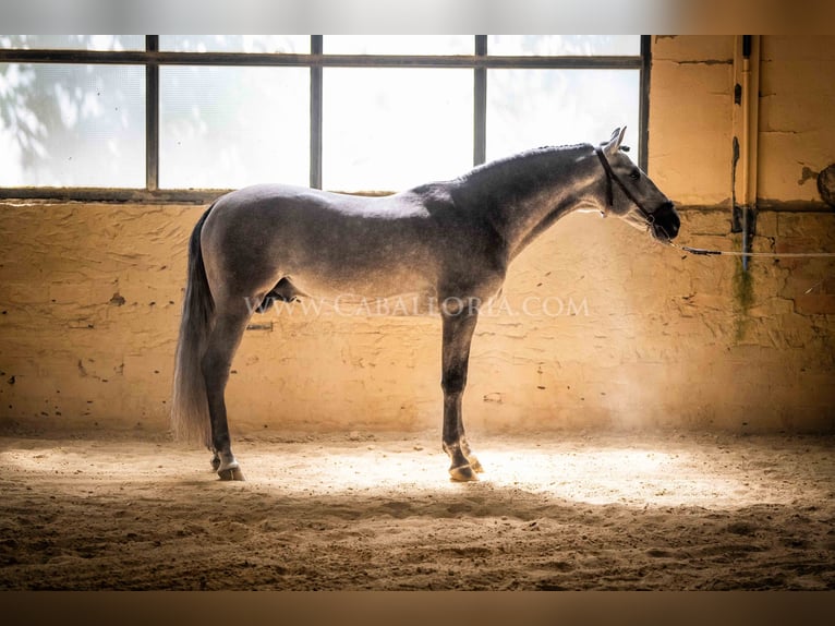 PRE Hengst 5 Jahre 159 cm Blauschimmel in Rafelguaraf