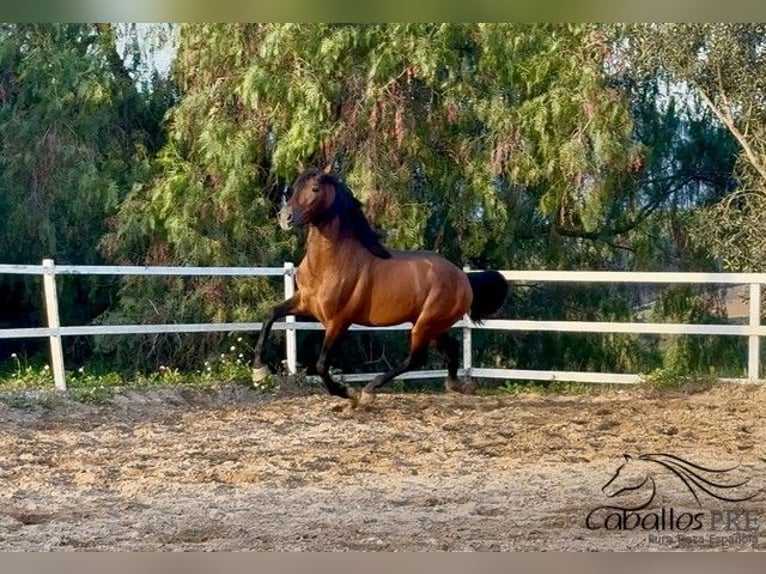 PRE Hengst 5 Jahre 159 cm Brauner in Barcelona