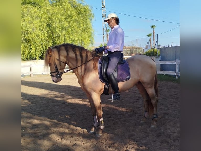 PRE Mix Hengst 5 Jahre 159 cm Champagne in Hamburg