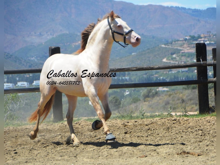 PRE Hengst 5 Jahre 159 cm Cremello in Vejer de la Frontera