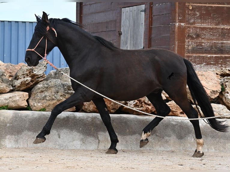 PRE Mix Hengst 5 Jahre 159 cm Rappe in Mallorca