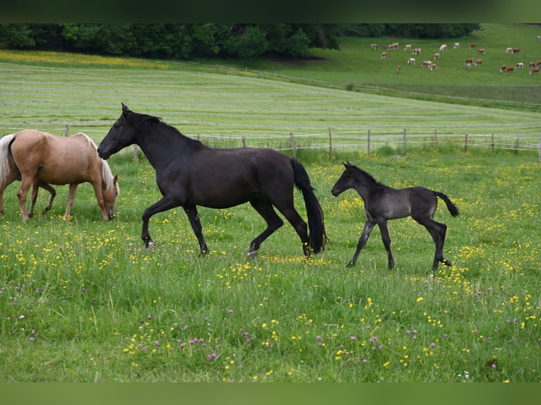 PRE Mix Hengst 5 Jahre 159 cm Rappe in Klettgau