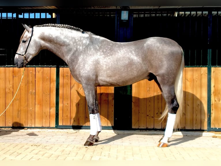 PRE Mix Hengst 5 Jahre 160 cm Apfelschimmel in Martfeld