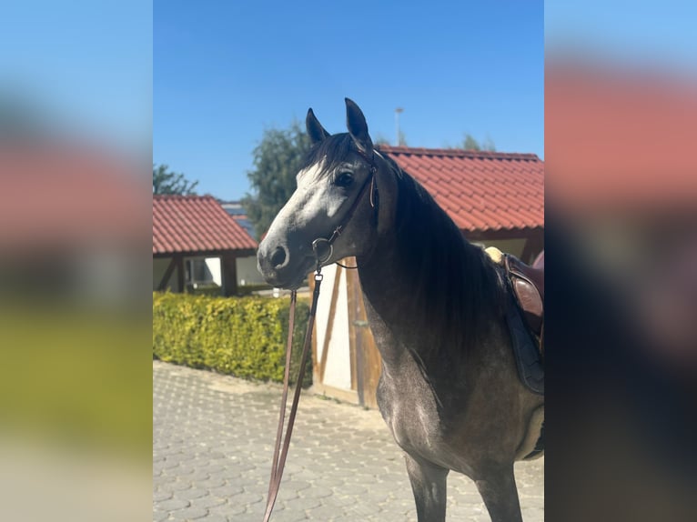 PRE Mix Hengst 5 Jahre 160 cm Apfelschimmel in Neu-Anspach