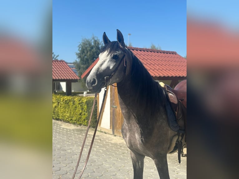 PRE Mix Hengst 5 Jahre 160 cm Apfelschimmel in Neu-Anspach