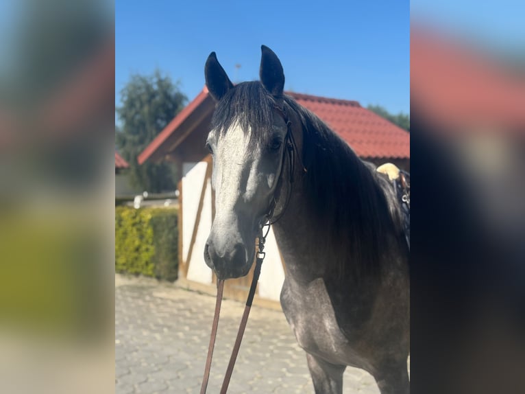 PRE Mix Hengst 5 Jahre 160 cm Apfelschimmel in Neu-Anspach