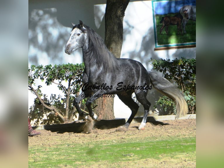 PRE Mix Hengst 5 Jahre 160 cm Apfelschimmel in Vejer de la Frontera