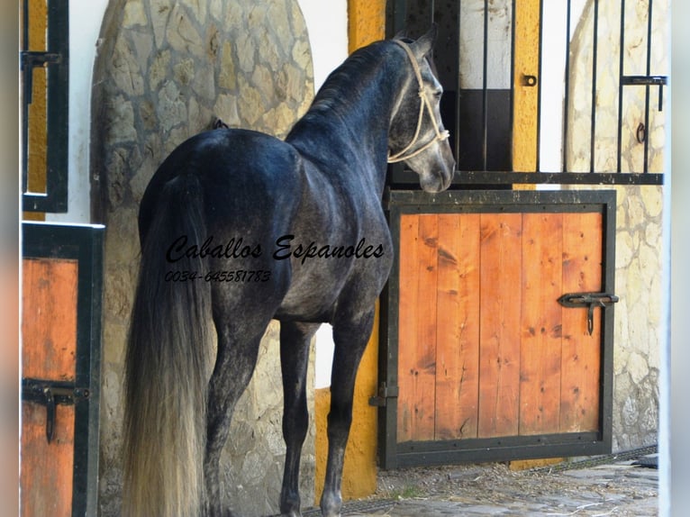 PRE Mix Hengst 5 Jahre 160 cm Apfelschimmel in Vejer de la Frontera
