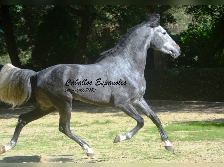 PRE Mix Hengst 5 Jahre 160 cm Apfelschimmel in Vejer de la Frontera
