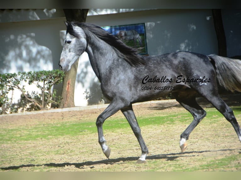 PRE Mix Hengst 5 Jahre 160 cm Apfelschimmel in Vejer de la Frontera