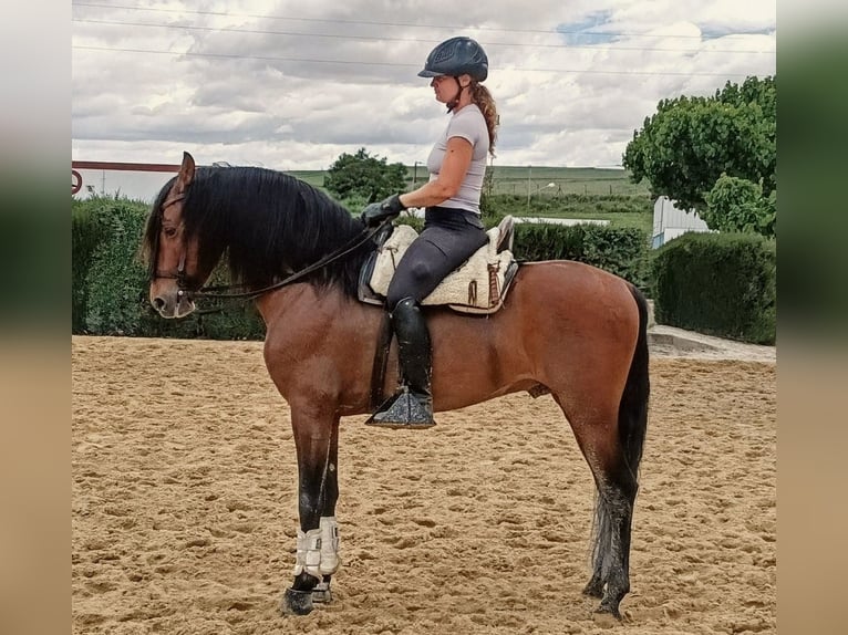 PRE Mix Hengst 5 Jahre 160 cm Brauner in Sevilla