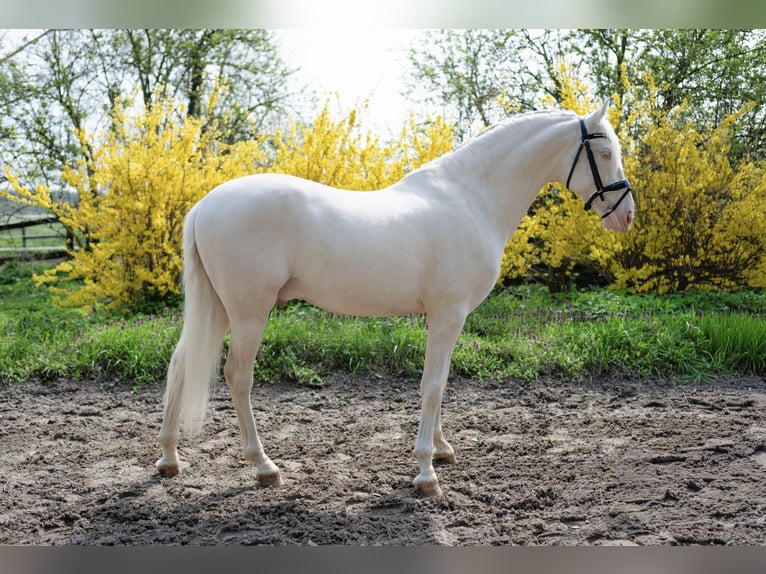 PRE Hengst 5 Jahre 160 cm Cremello in Balatonfenyves
