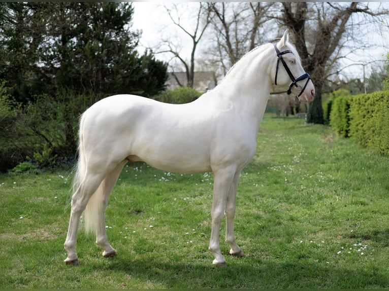 PRE Hengst 5 Jahre 160 cm Cremello in Balatonfenyves