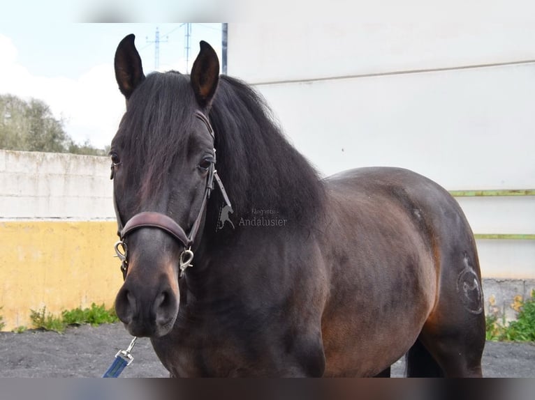 PRE Hengst 5 Jahre 160 cm Dunkelbrauner in Provinz Granada