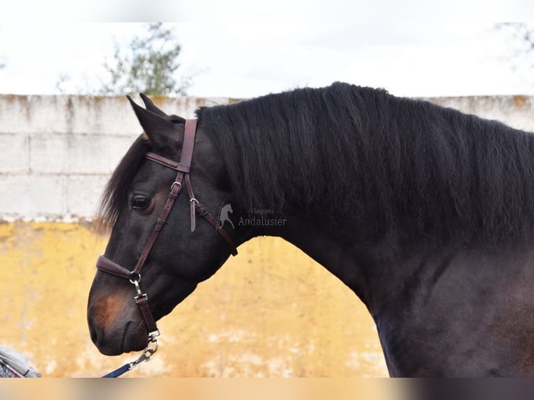 PRE Hengst 5 Jahre 160 cm Dunkelbrauner in Provinz Granada