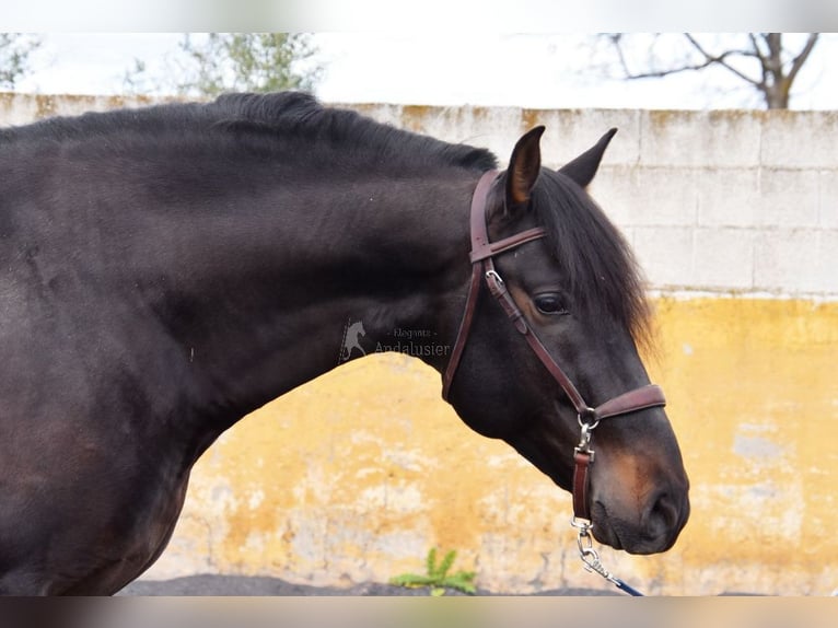 PRE Hengst 5 Jahre 160 cm Dunkelbrauner in Provinz Granada
