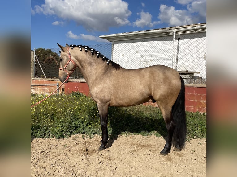 PRE Mix Hengst 5 Jahre 160 cm Falbe in 11500