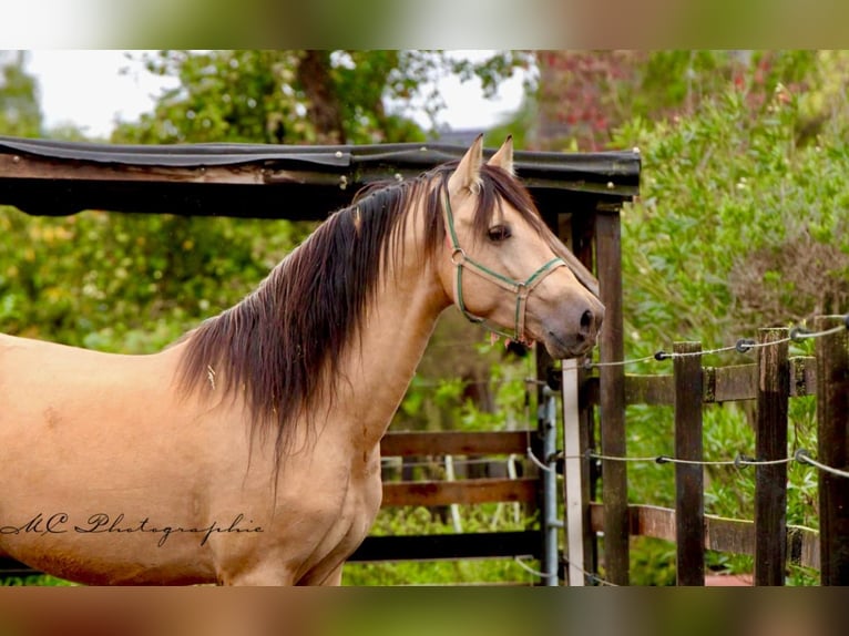 PRE Mix Hengst 5 Jahre 160 cm Falbe in POLENZ