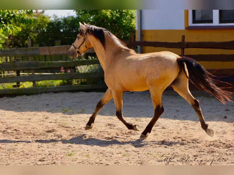 PRE Mix Hengst 5 Jahre 160 cm Falbe in POLENZ