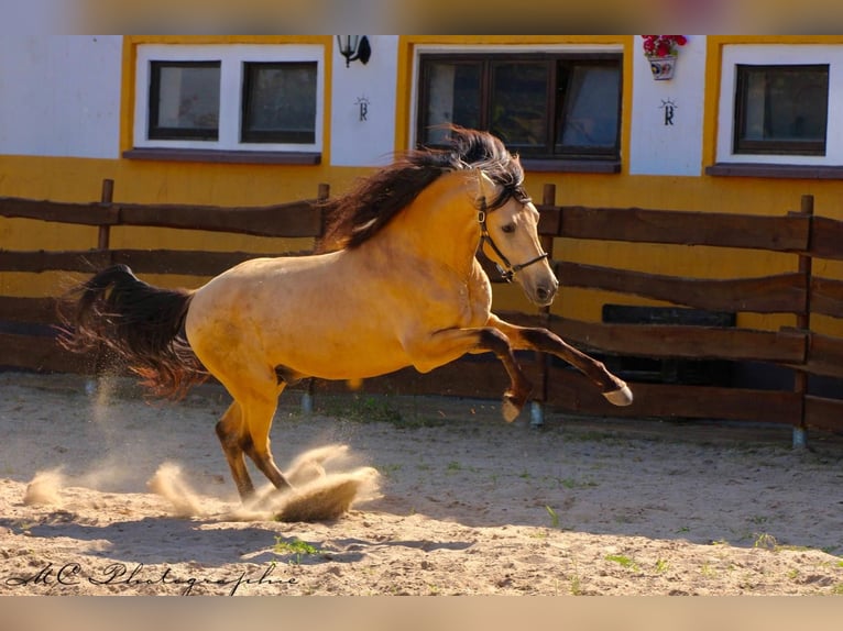 PRE Mix Hengst 5 Jahre 160 cm Falbe in POLENZ