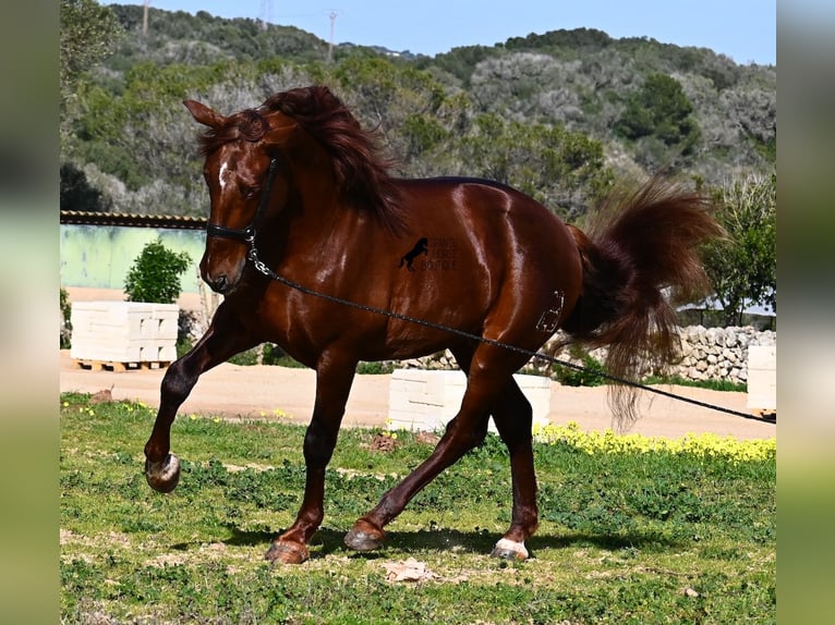 PRE Mix Hengst 5 Jahre 160 cm Fuchs in Menorca